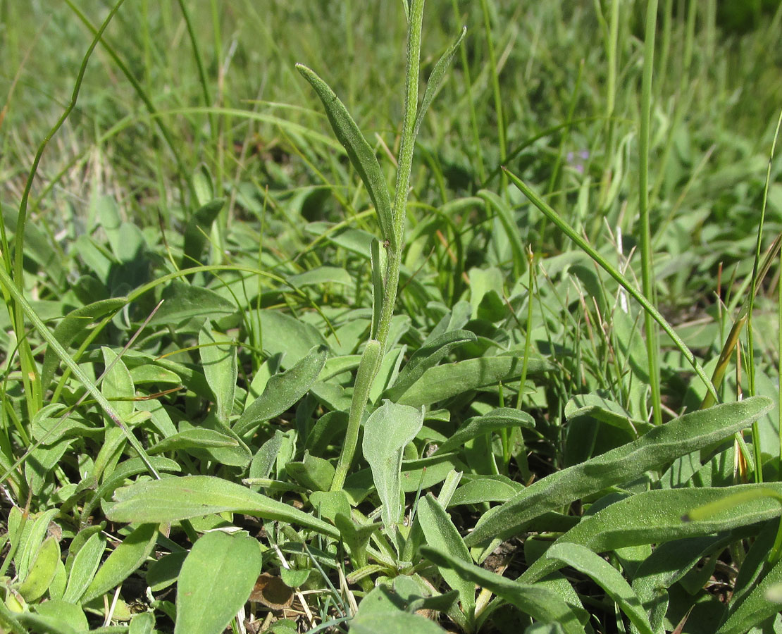 Image of Aster alpinus specimen.