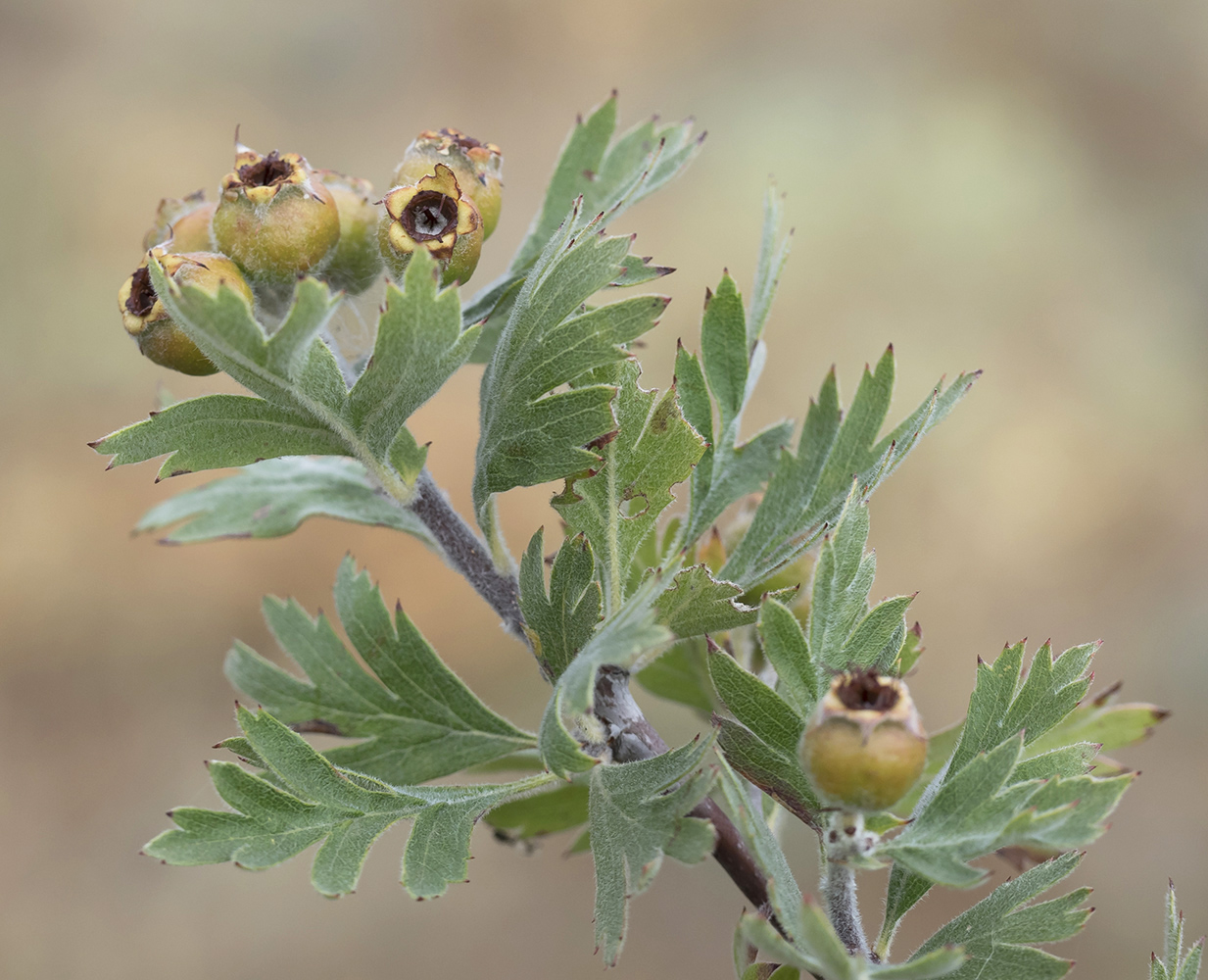 Изображение особи Crataegus orientalis.