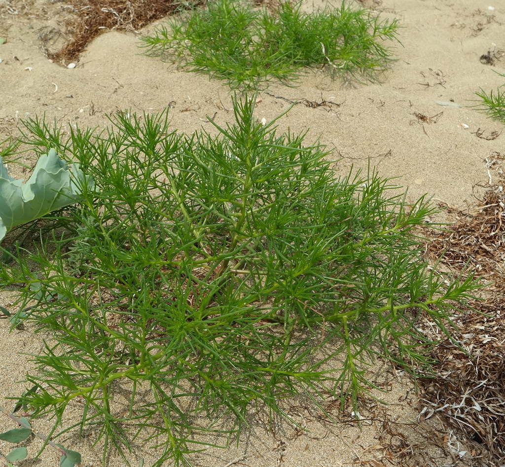 Изображение особи род Salsola.