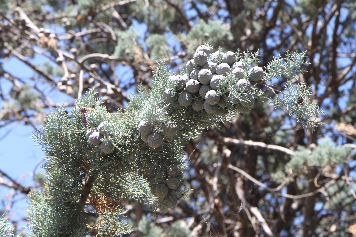 Image of genus Cupressus specimen.