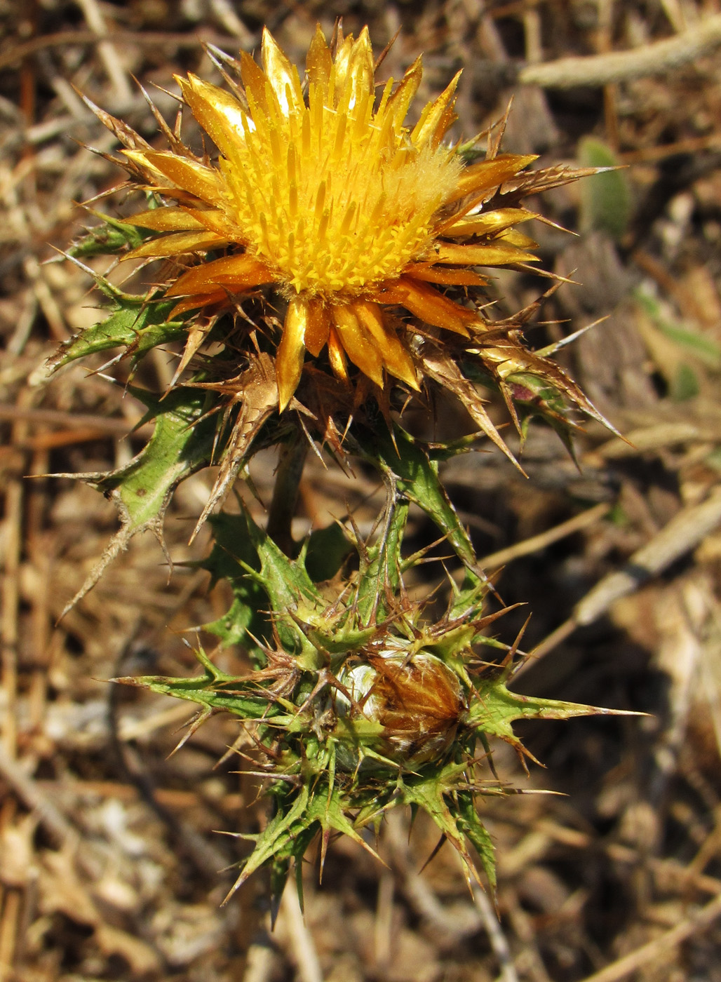 Изображение особи Carlina corymbosa.