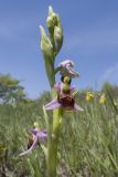 Ophrys oestrifera. Верхушка цветущего растения. Краснодарский край, м/о г. Новороссийск, гора Шахан, травянистое сообщество задернованного скального обнажения на склоне южной экспозиции. 28.04.2019.