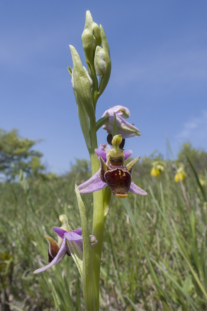 Изображение особи Ophrys oestrifera.