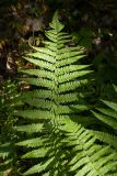 Dryopteris filix-mas