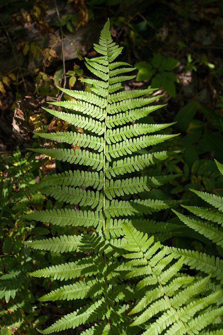 Image of Dryopteris filix-mas specimen.