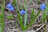 Scilla siberica