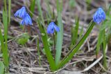 Scilla siberica. Цветущее растение. Краснодарский край, Мостовский р-н, окр. пос. Кировский, южный склон Чай-горы (2089 м), 1970 м н.у.м., субальпийский луг. 21.05.2019.