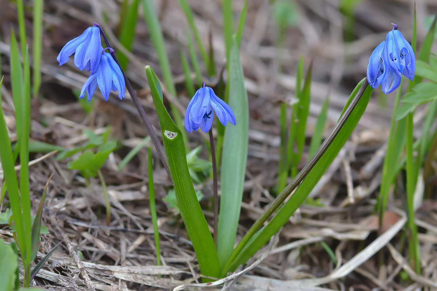 Изображение особи Scilla siberica.