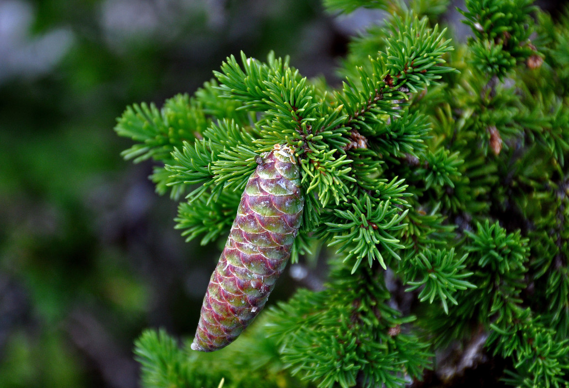 Image of Picea obovata specimen.