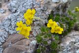 Draba bruniifolia. Цветущее растение. Республика Адыгея, Майкопский р-н, окр. с. Новопрохладное (Сахрай), вост. склон горы Большой Тхач, 2050 м н.у.м., скальные выходы в субальпийском поясе. 24.05.2019.