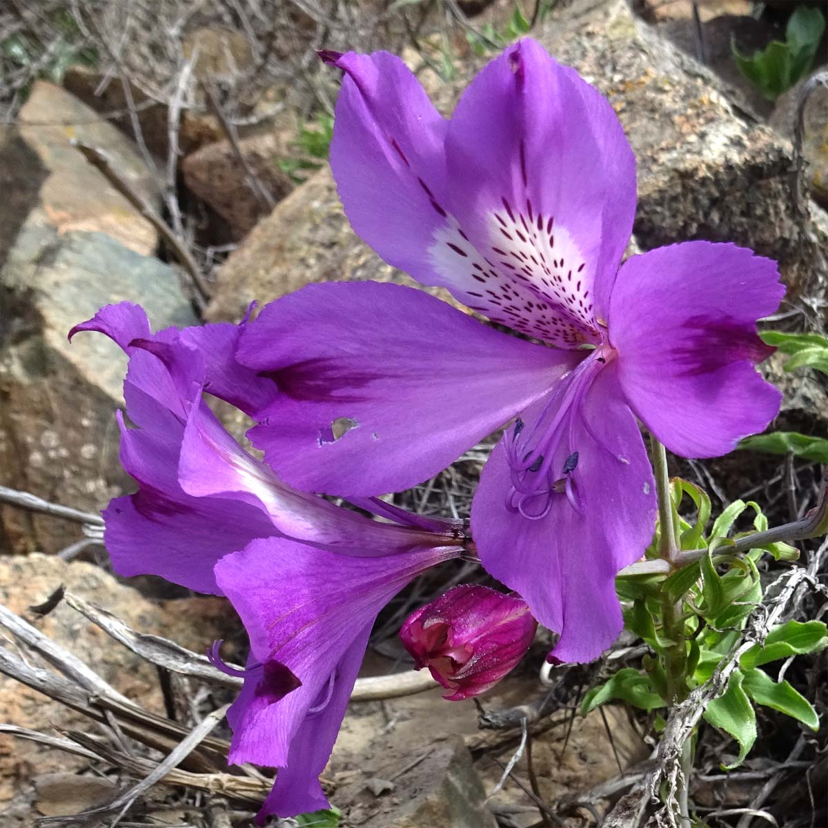 Изображение особи Alstroemeria paupercula.