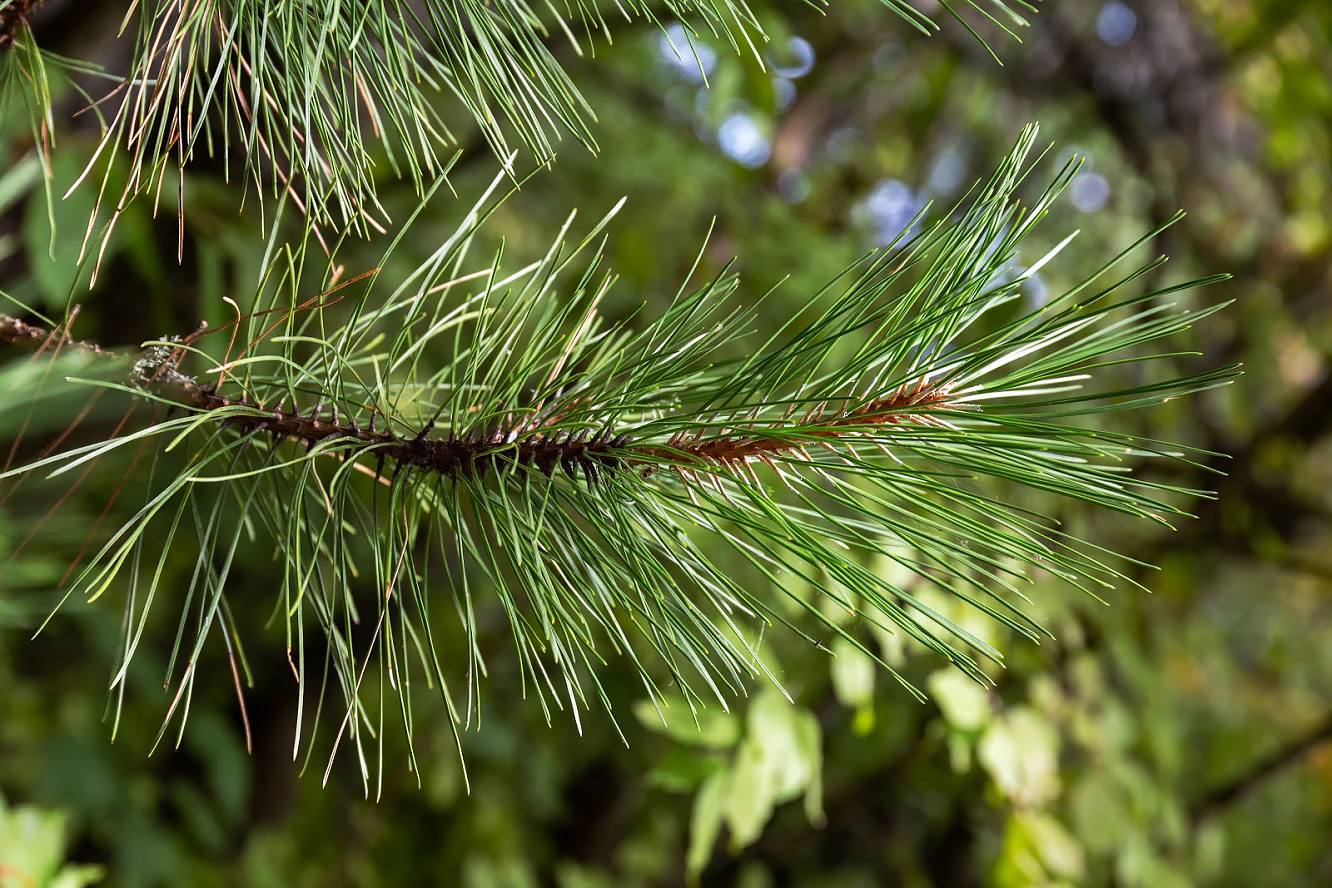 Изображение особи Pinus pallasiana.