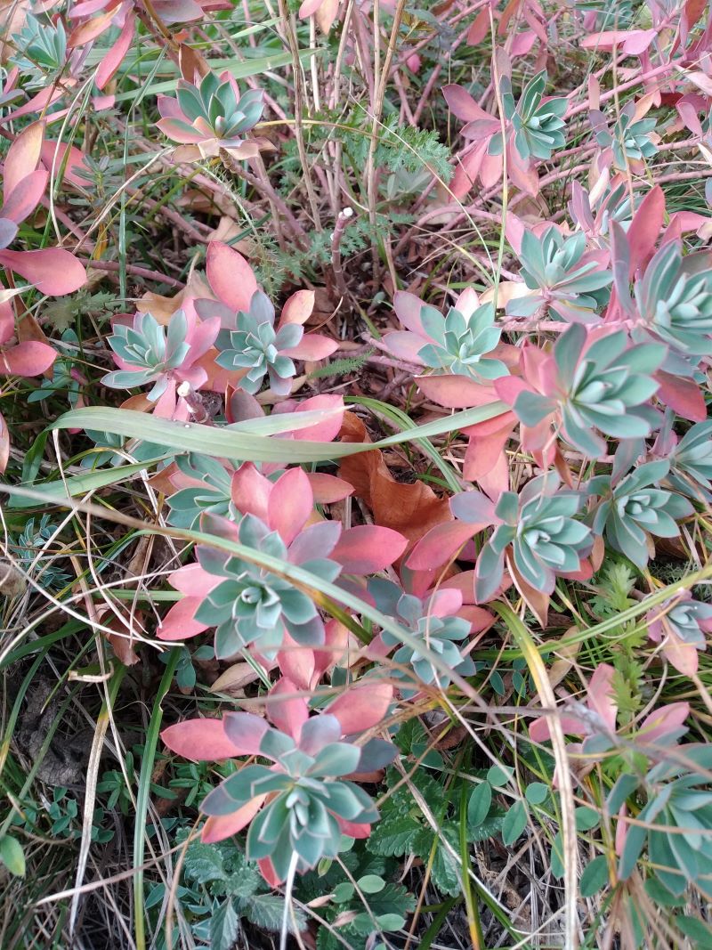 Image of Euphorbia petrophila specimen.