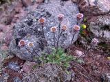 Erigeron uniflorus