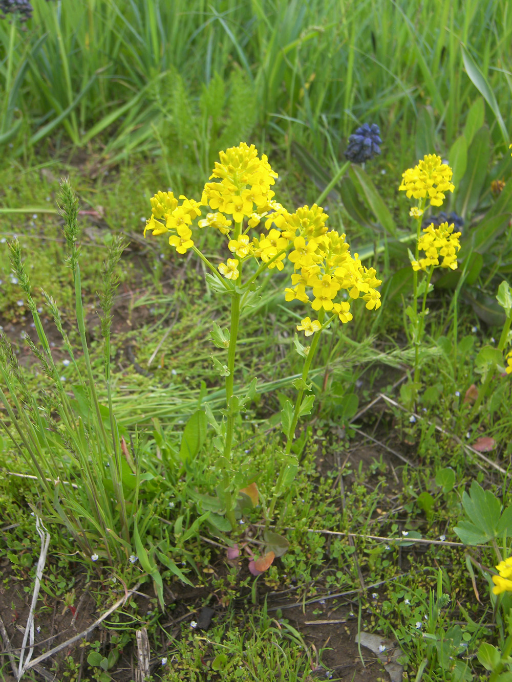 Изображение особи Barbarea plantaginea.