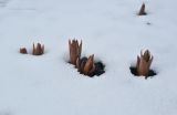 Fritillaria imperialis