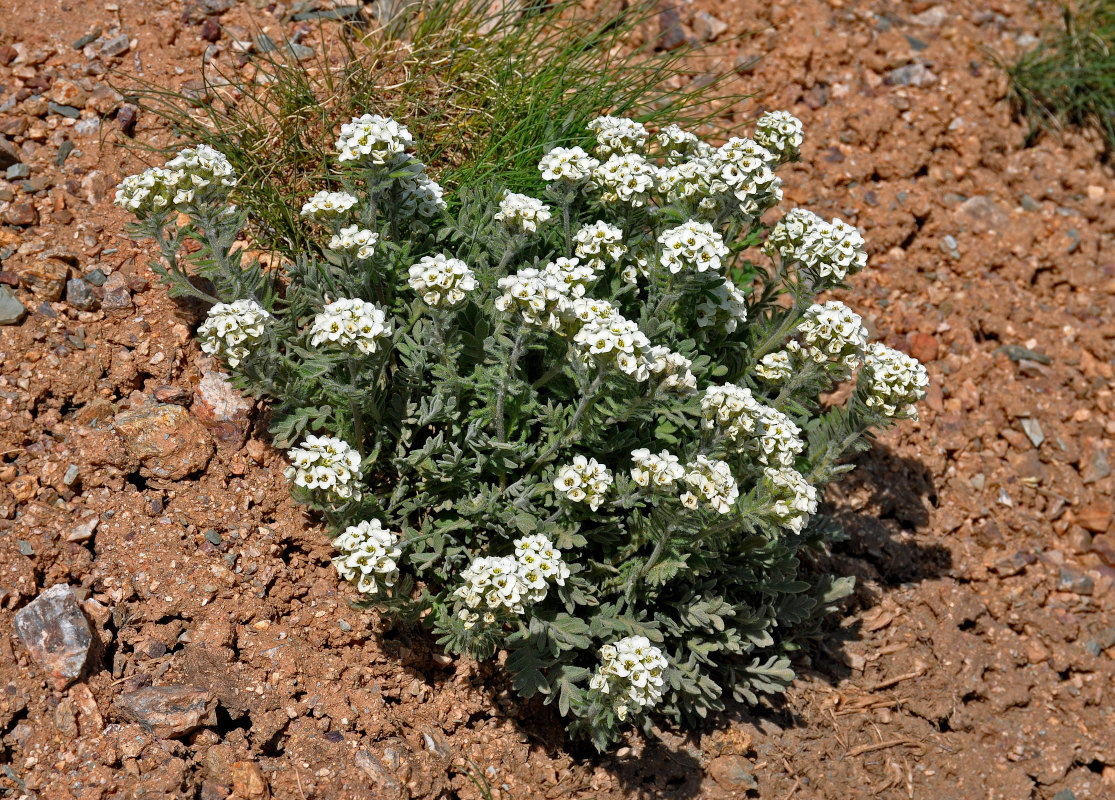 Image of Smelowskia calycina specimen.