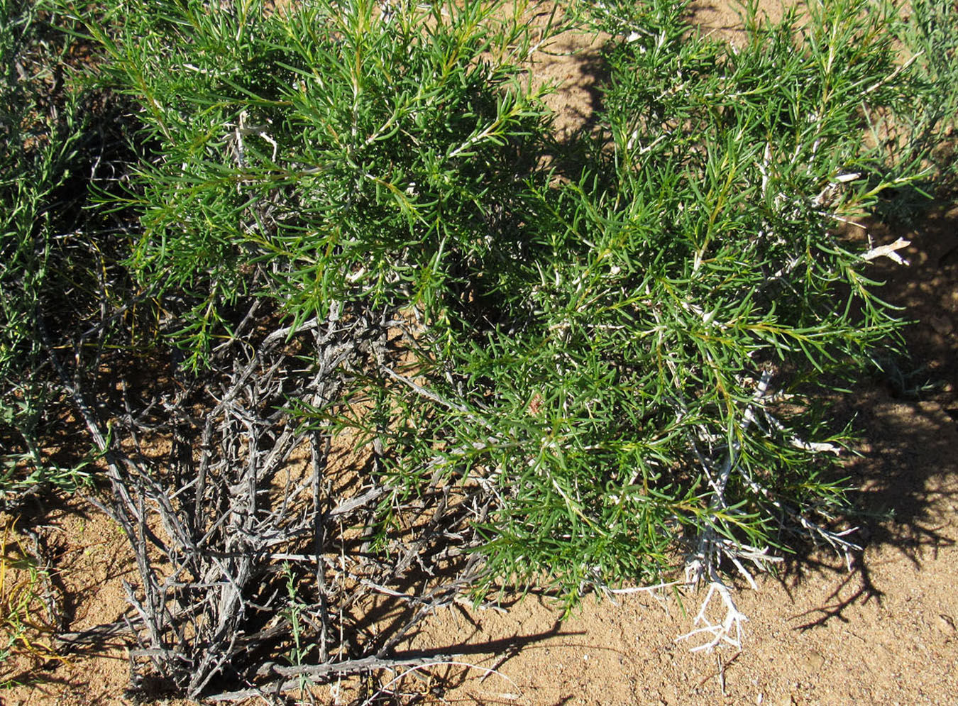 Image of genus Salsola specimen.