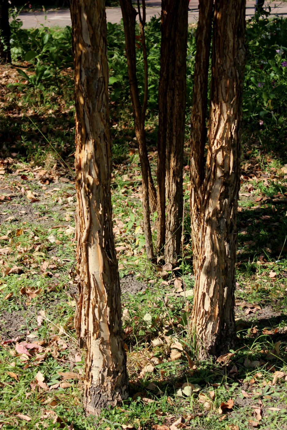 Image of Acer triflorum specimen.