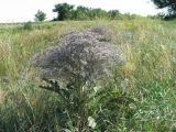 Limonium coriarium. Цветущее растение. Волгоградская обл., Светлоярский р-н, степь. 08.08.2018.