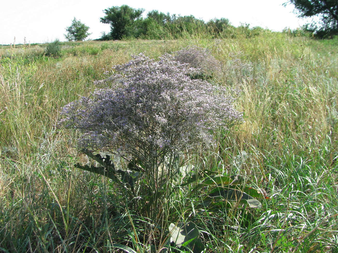 Изображение особи Limonium coriarium.