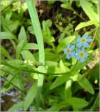 Myosotis palustris