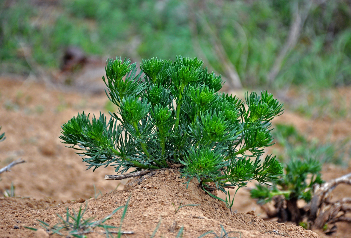 Image of Peganum harmala specimen.