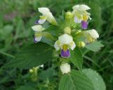 Galeopsis speciosa