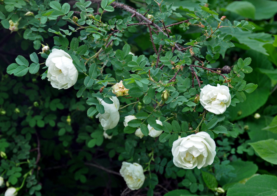 Изображение особи Rosa spinosissima.