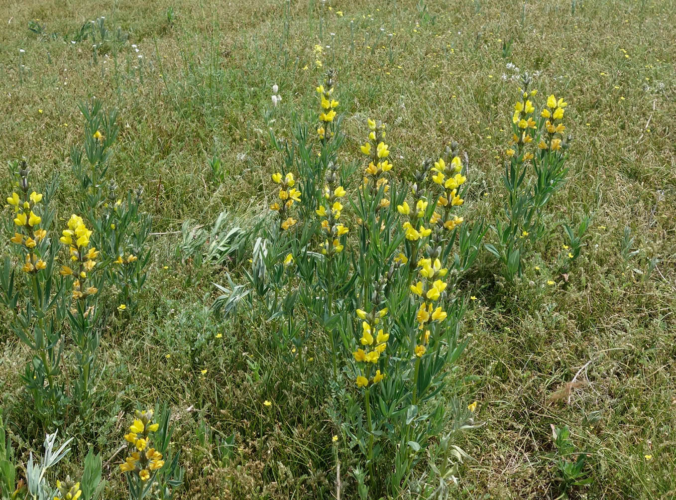 Image of Thermopsis turkestanica specimen.