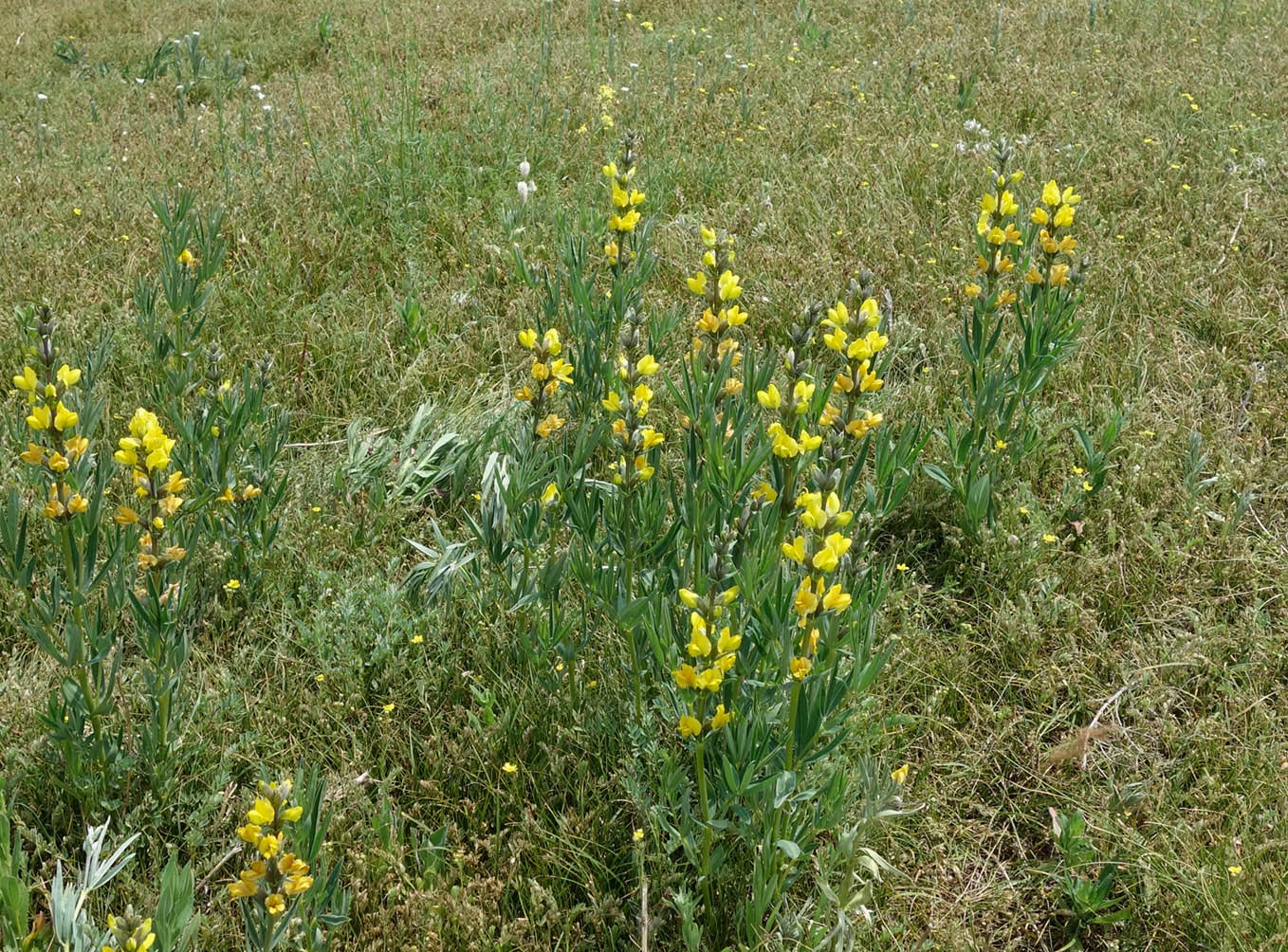 Изображение особи Thermopsis turkestanica.