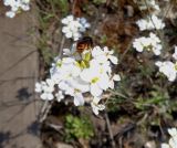 Arabidopsis arenosa