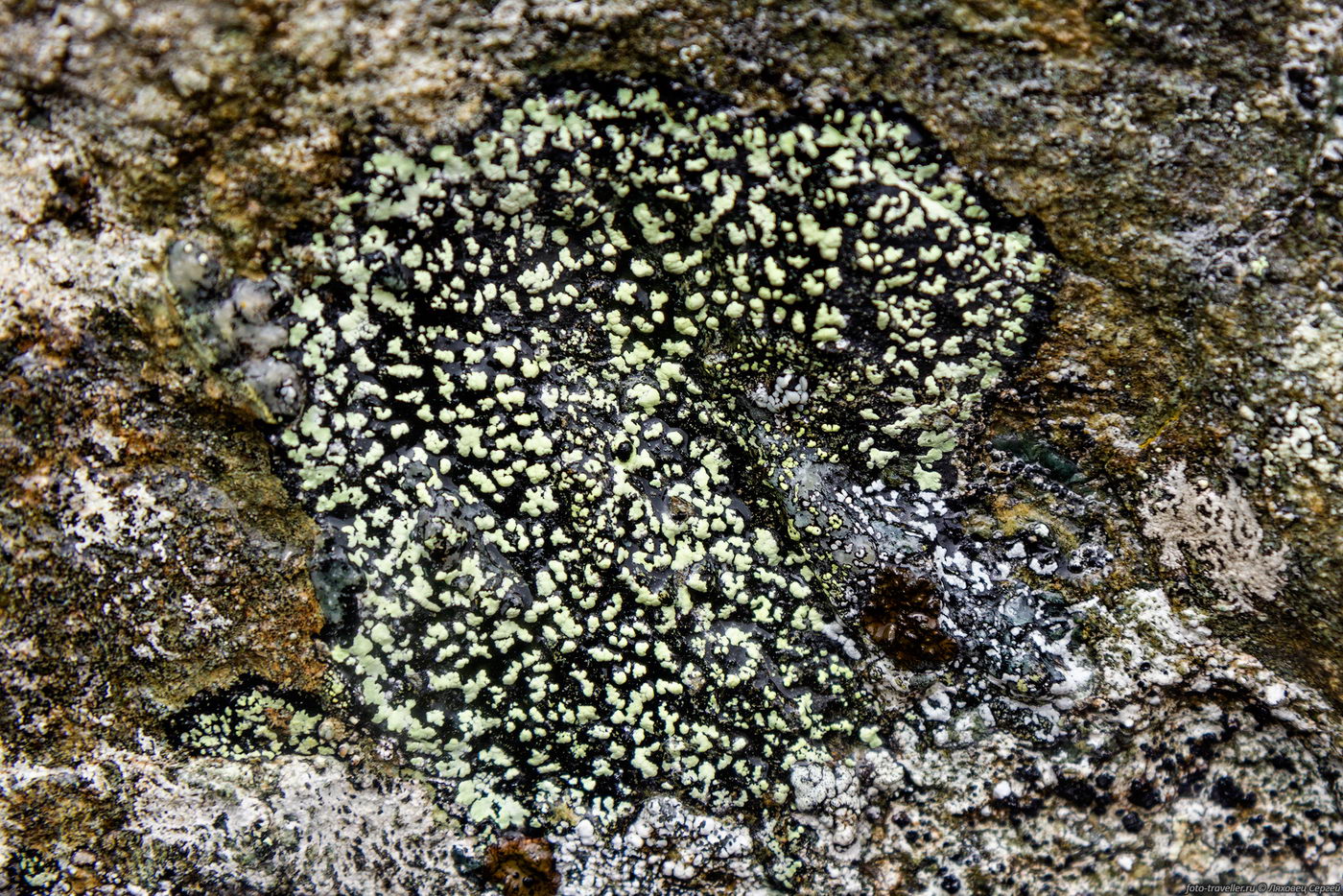 Image of division Ascomycota specimen.