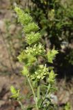 Sideritis endressii ssp. emporitana