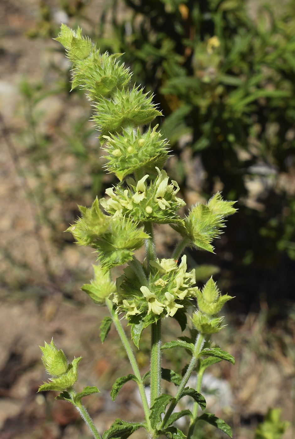 Image of Sideritis endressii ssp. emporitana specimen.