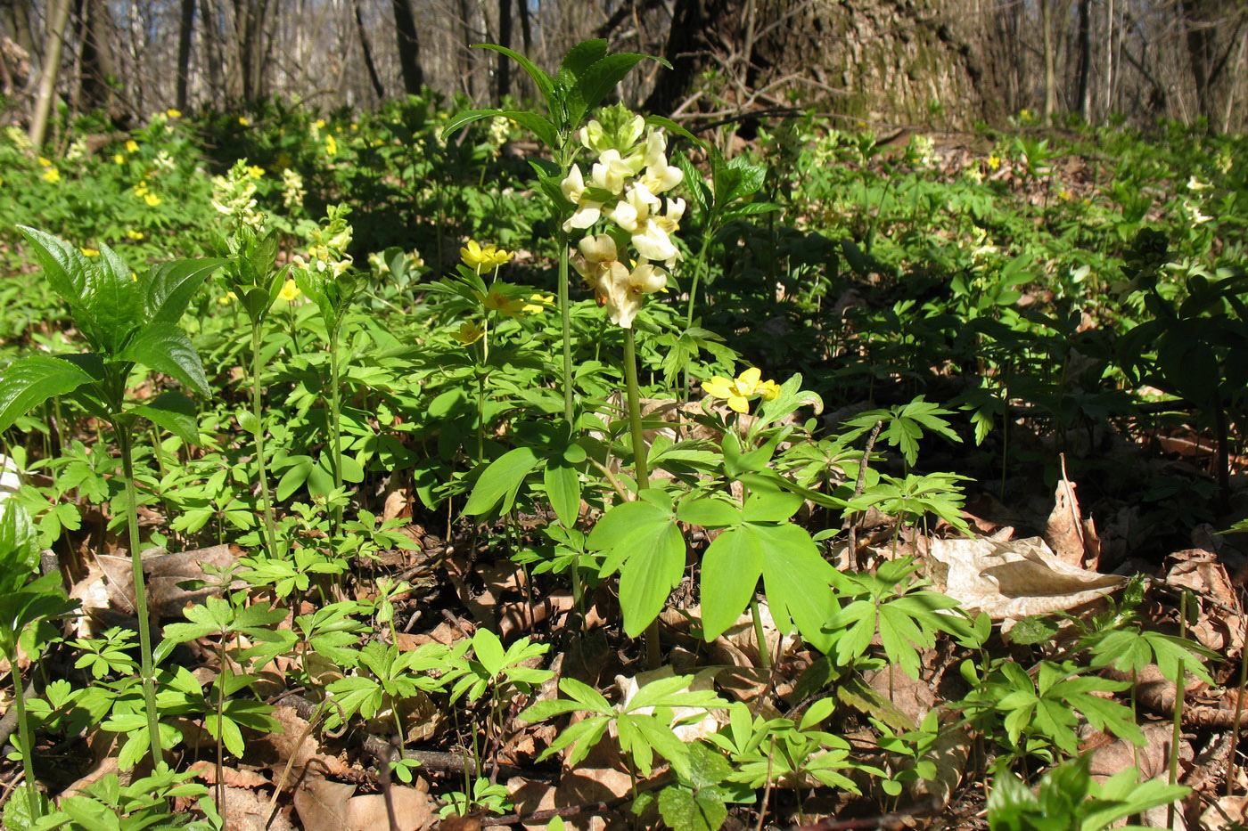 Изображение особи Corydalis marschalliana.