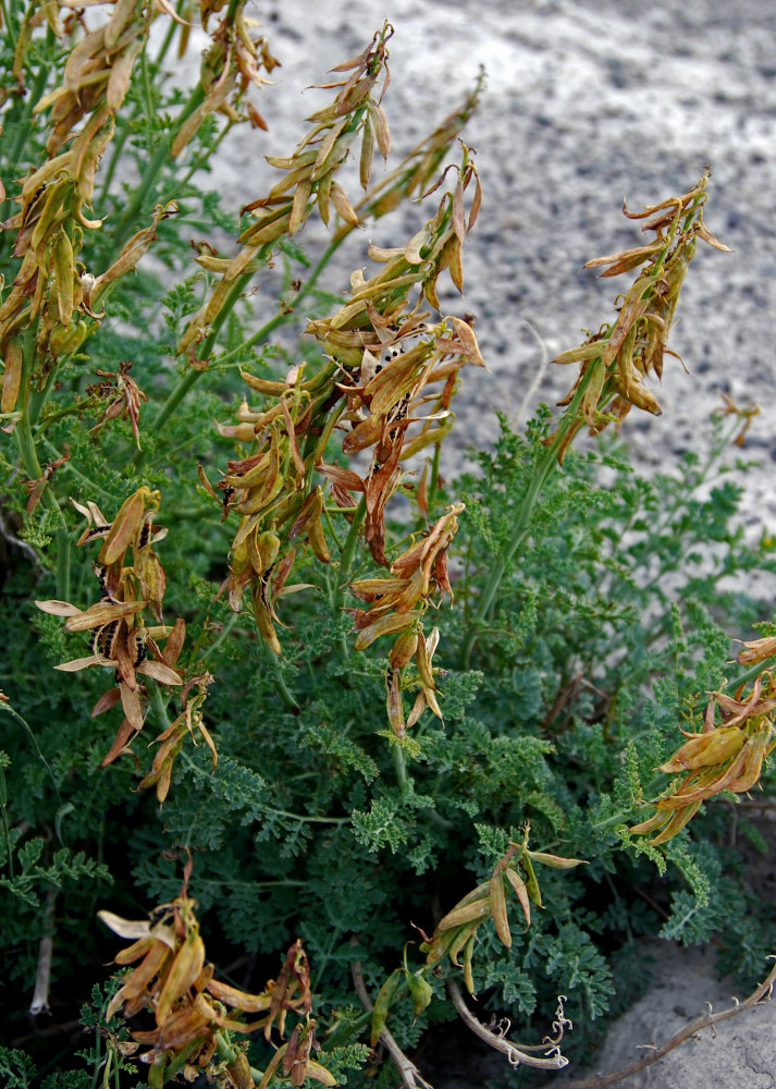 Image of Corydalis stricta specimen.