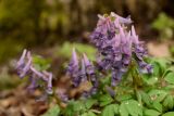 Corydalis solida
