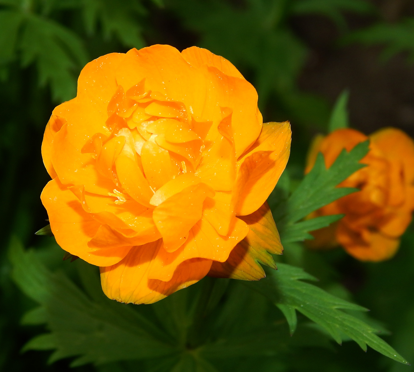 Изображение особи Trollius asiaticus.