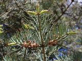 Abies concolor. Верхушка ветви с микростробилами. Беларусь, г. Минск, парк Грековой, декоративное озеленение. 23.05.2020.