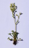 Image of specimen