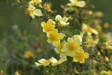 Rosa kokanica