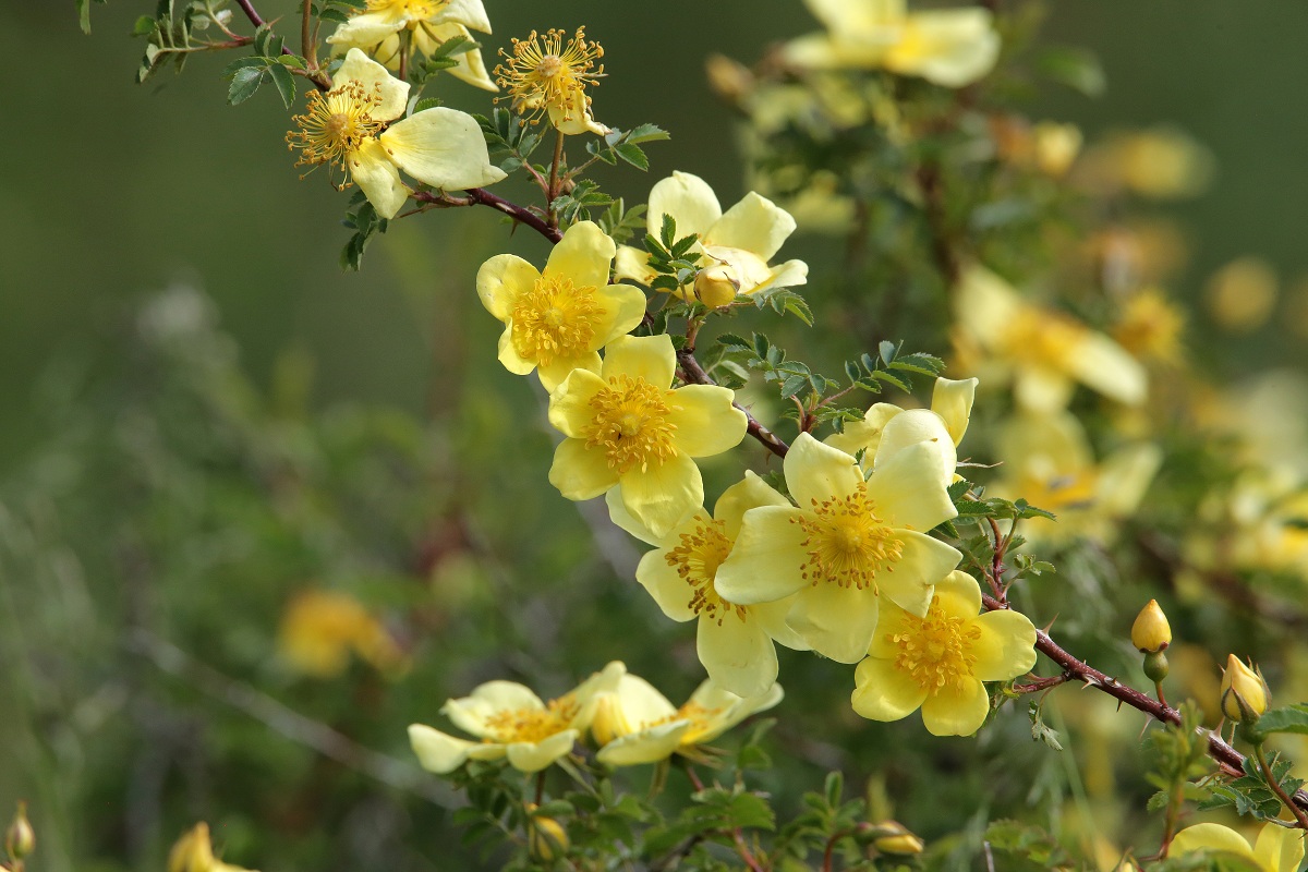 Image of Rosa kokanica specimen.