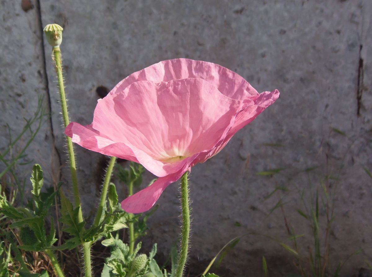 Изображение особи Papaver rhoeas.