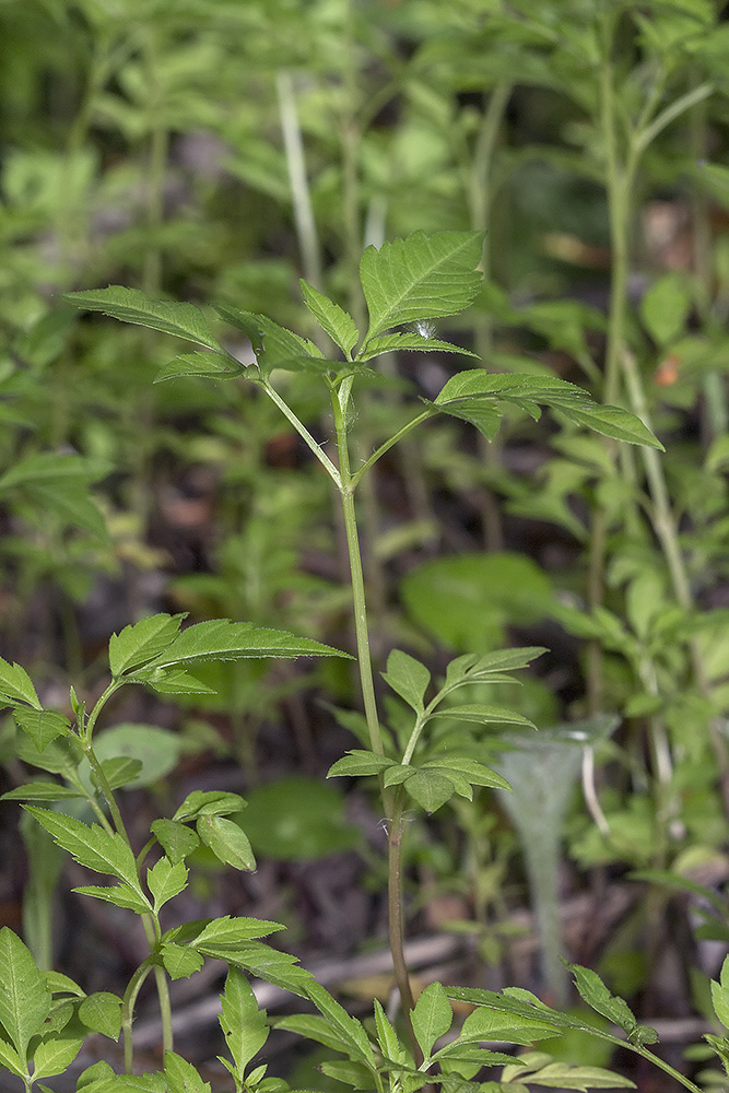 Image of Bidens frondosa specimen.