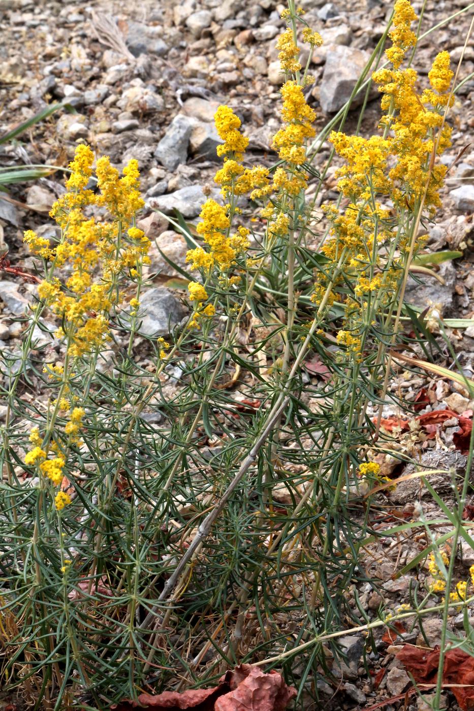 Изображение особи Galium verum.