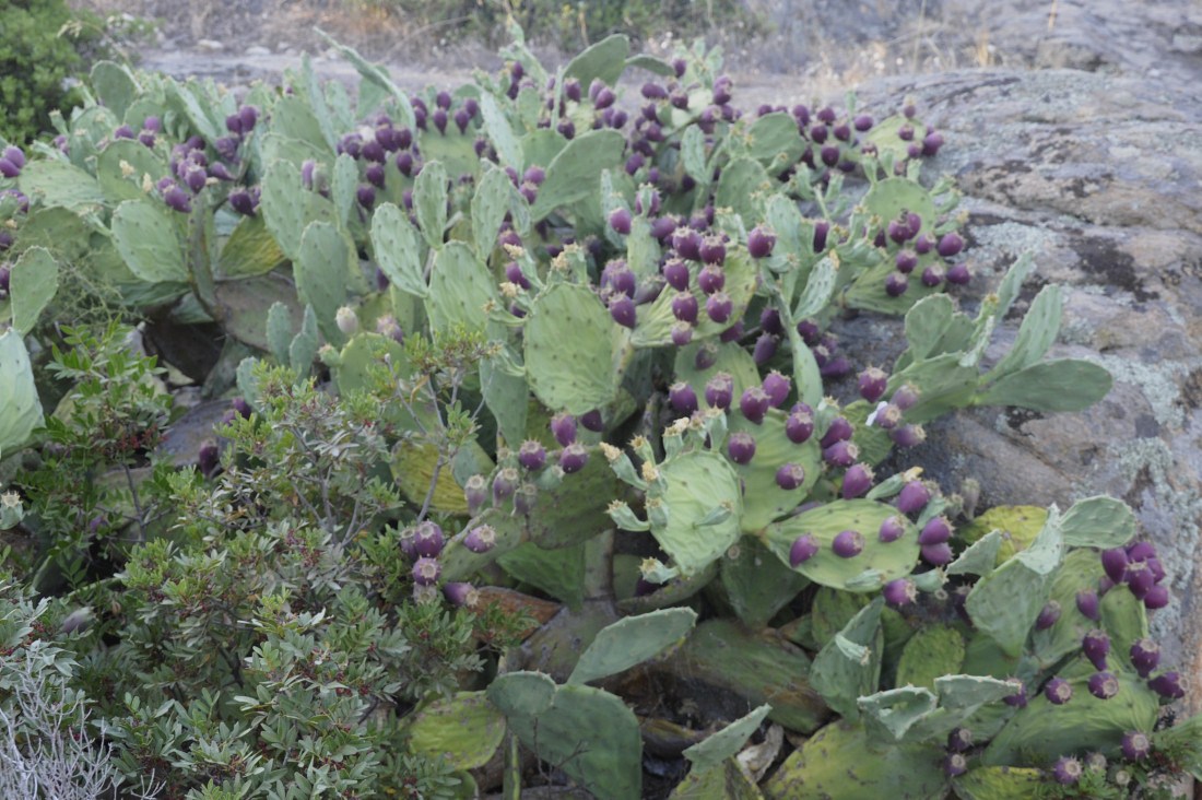 Изображение особи Opuntia stricta.