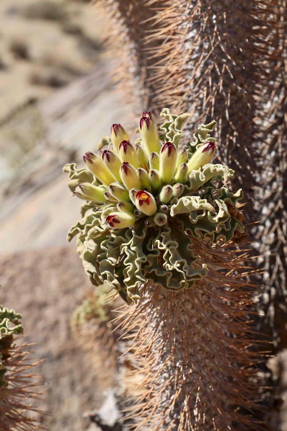 Изображение особи Pachypodium namaquanum.