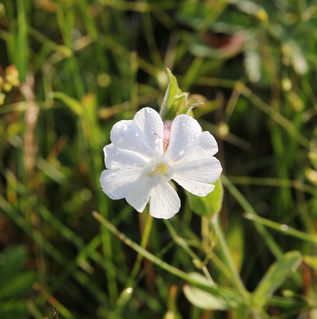 Image of Melandrium album specimen.