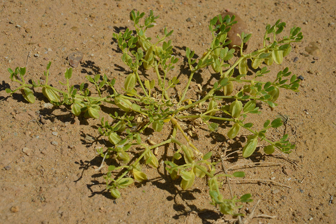 Image of Zygophyllum lehmannianum specimen.